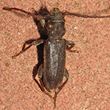 Zamium bimaculatum